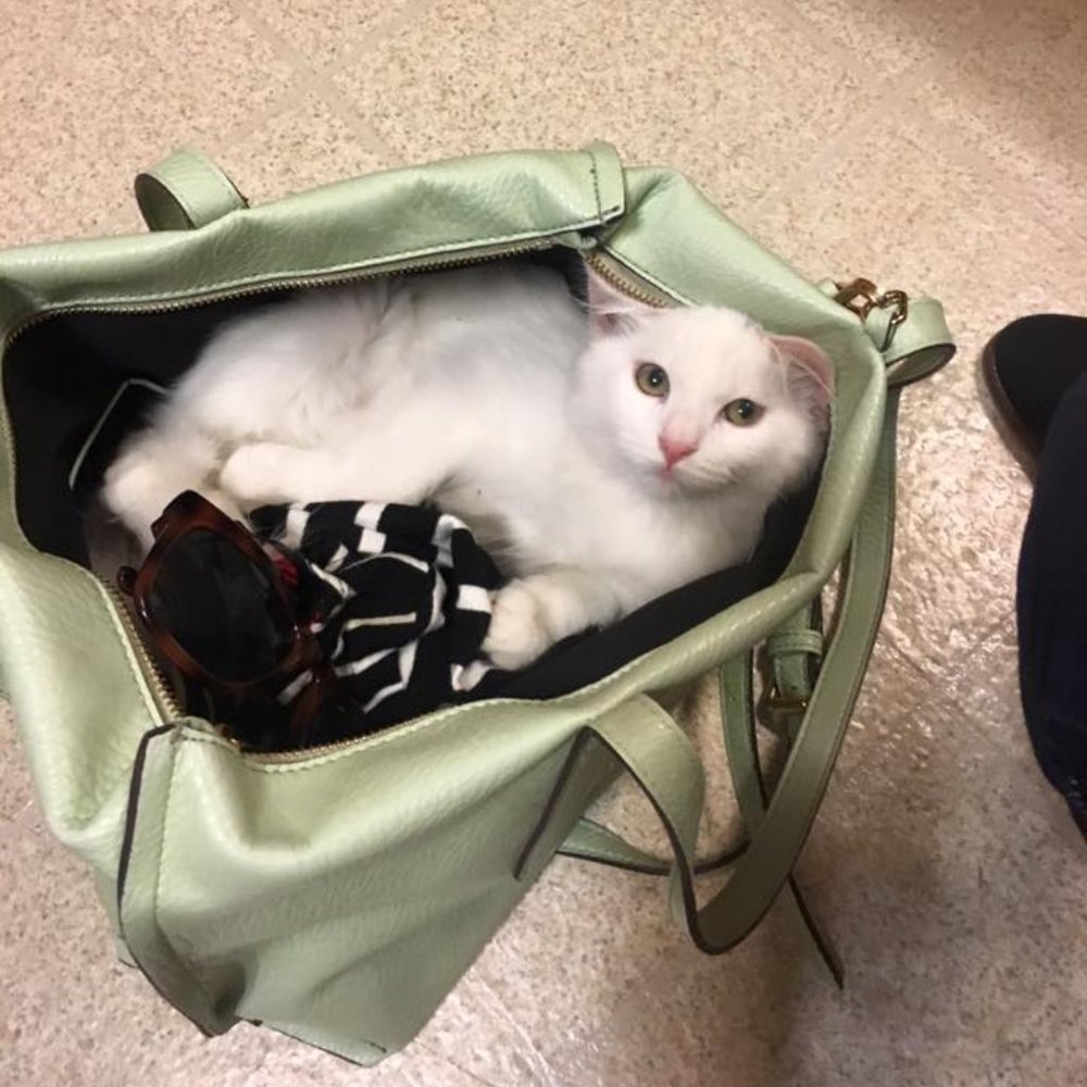 This is Posher LD's cat!